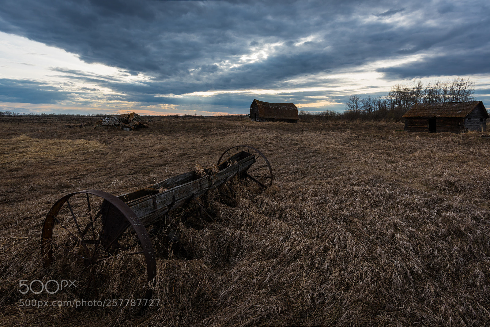 Nikon D810 sample photo. Sea of grass photography