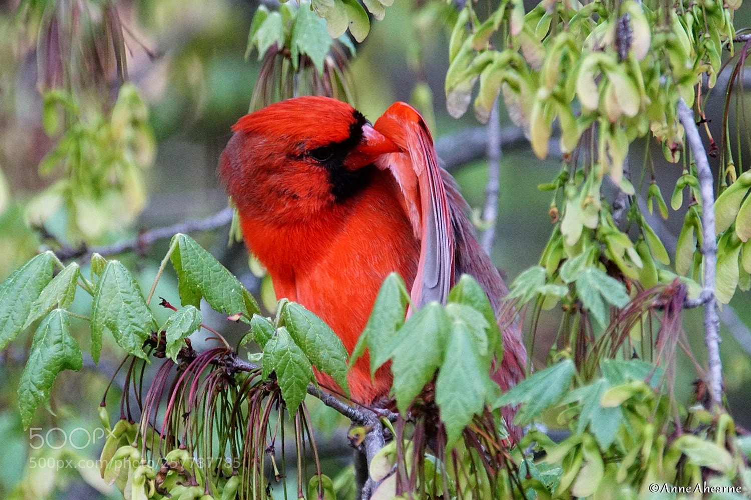 Sony ILCA-77M2 sample photo. Male northern cardinal preening photography