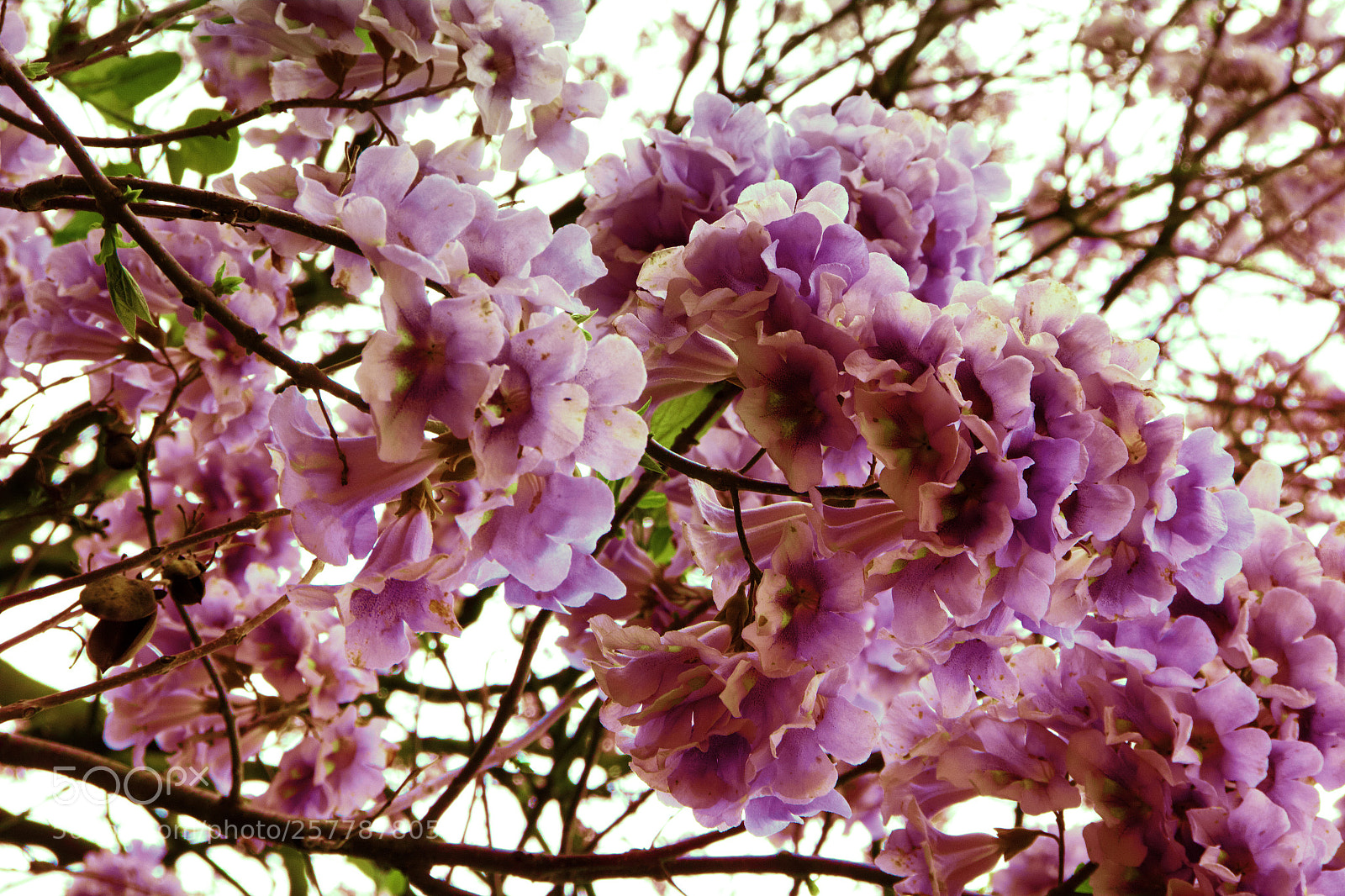 Canon EOS 550D (EOS Rebel T2i / EOS Kiss X4) sample photo. Blossom  photography