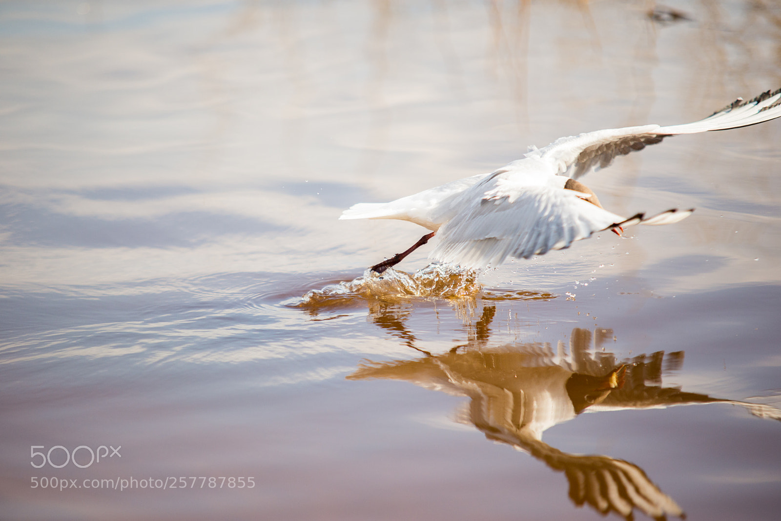 Nikon D610 sample photo. **** photography