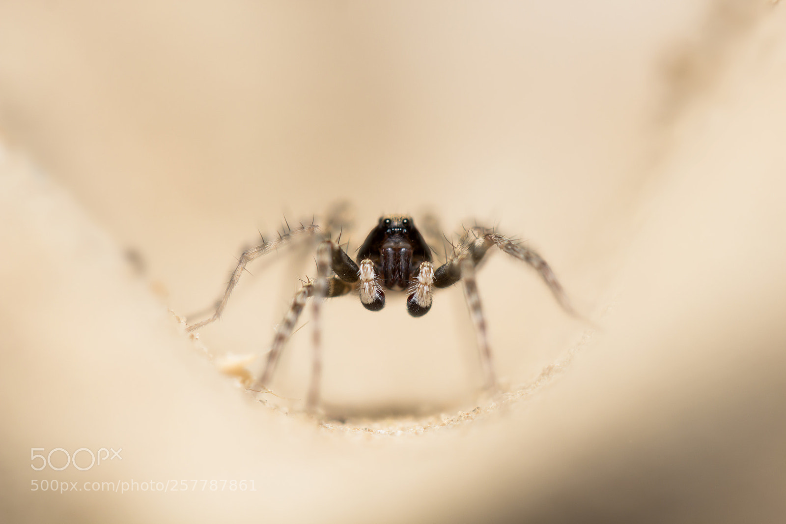 Canon EOS 650D (EOS Rebel T4i / EOS Kiss X6i) sample photo. Spider photography