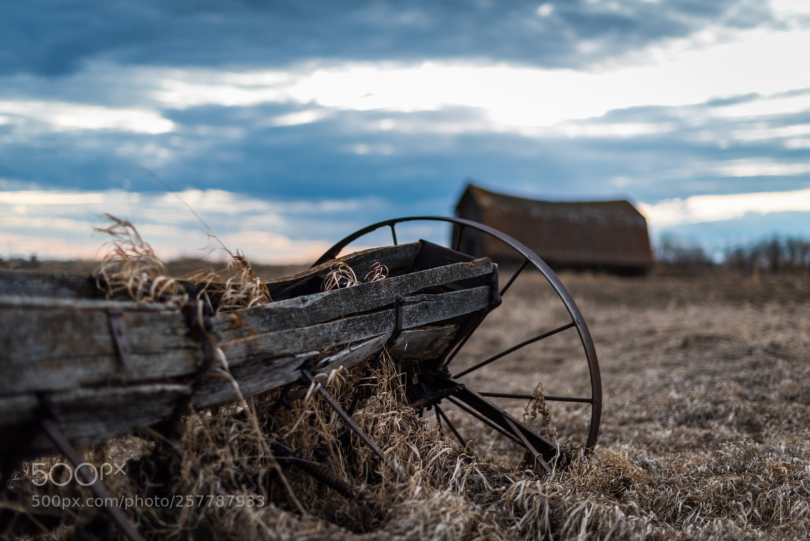 Nikon D810 sample photo. Grass draped over an photography