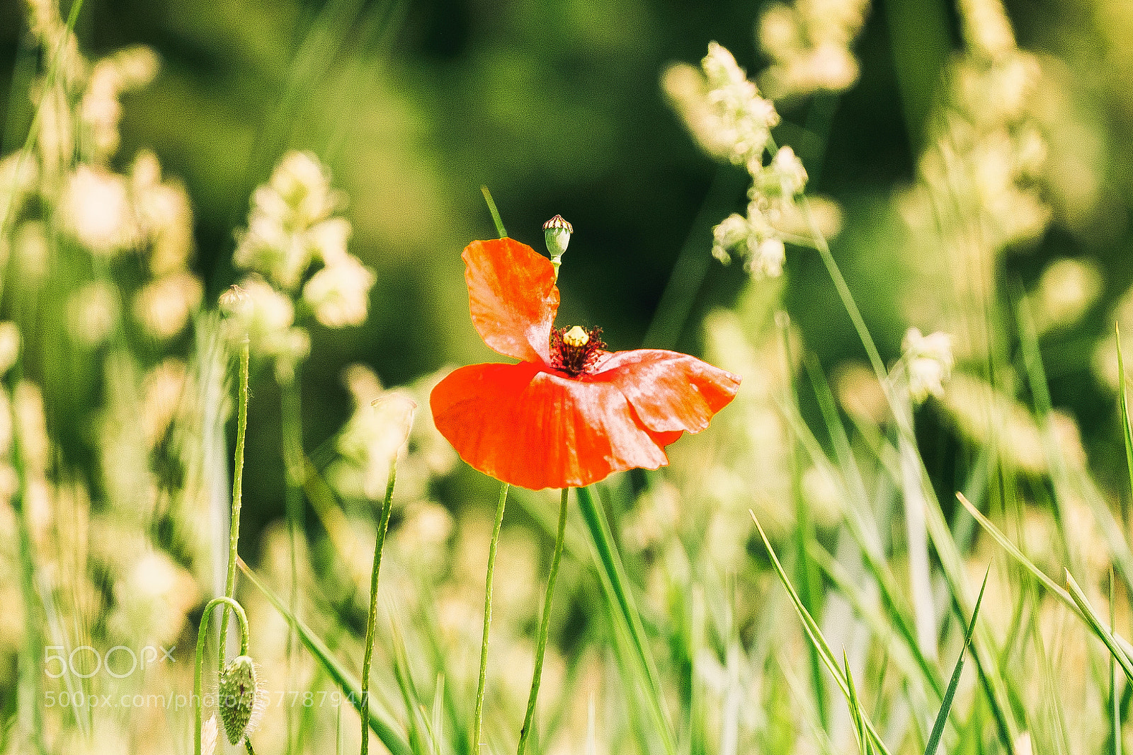 Panasonic Lumix DMC-G6 sample photo. Poppy photography