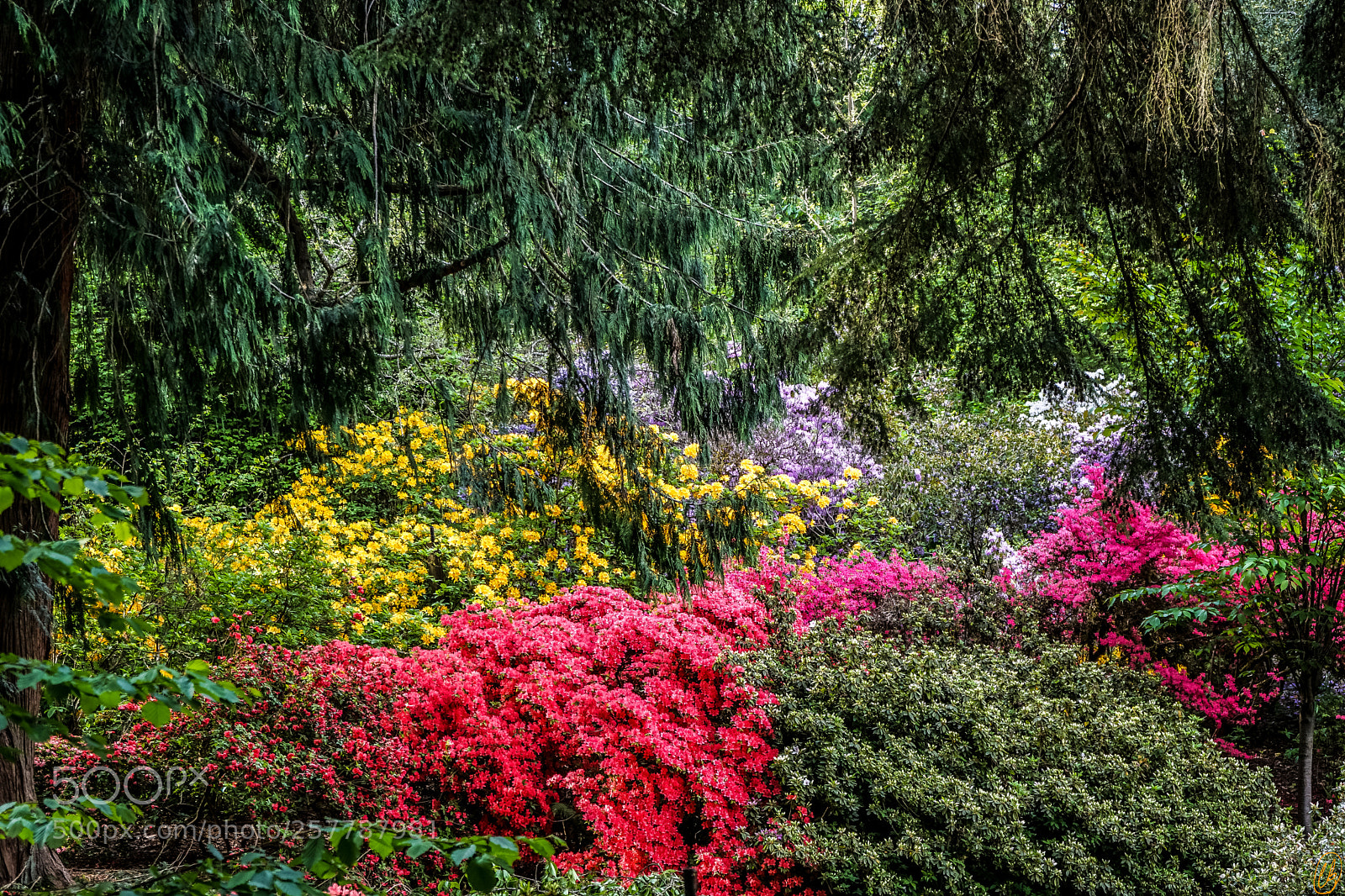 Sony a7 II sample photo. Washington park arboretum photography