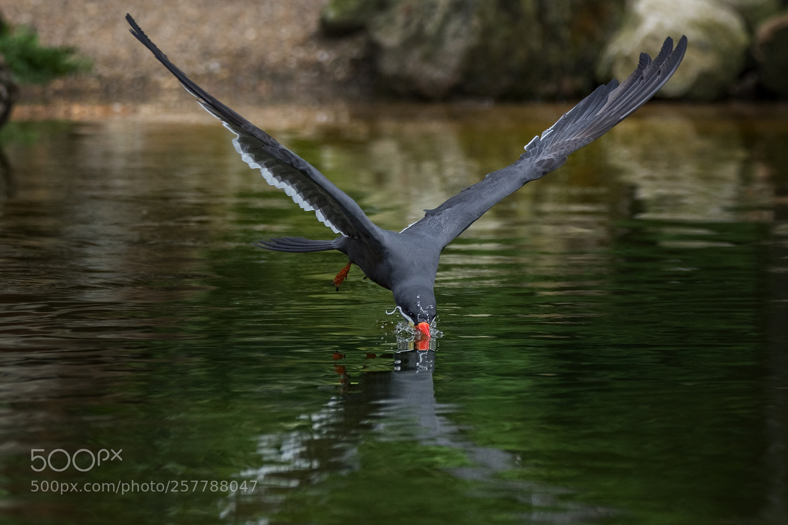 Nikon D7200 sample photo. Fishing photography