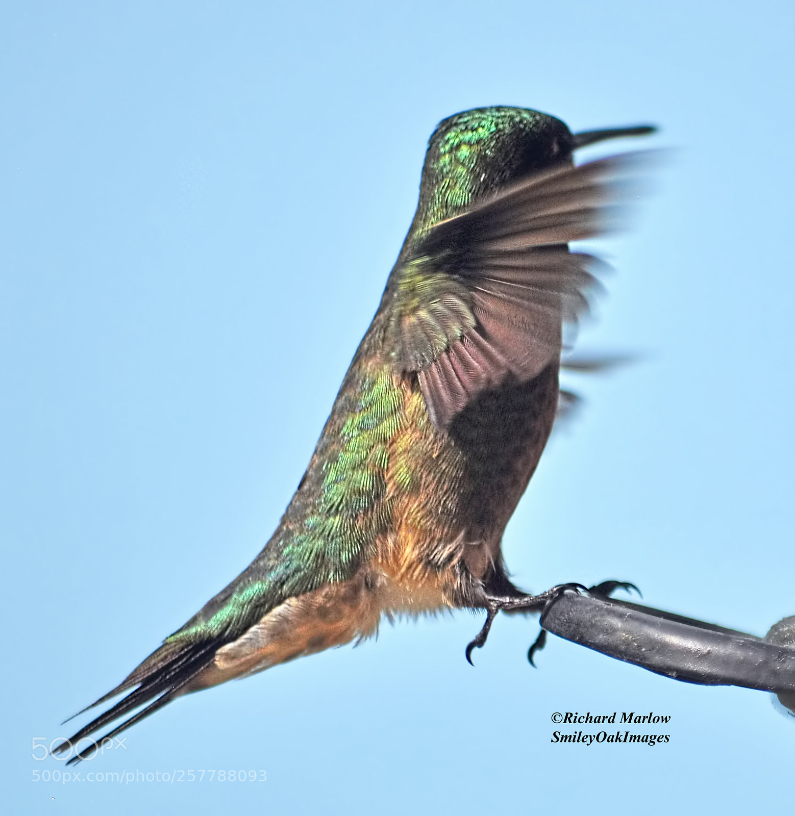 Nikon D5000 sample photo. Hummingbird photography