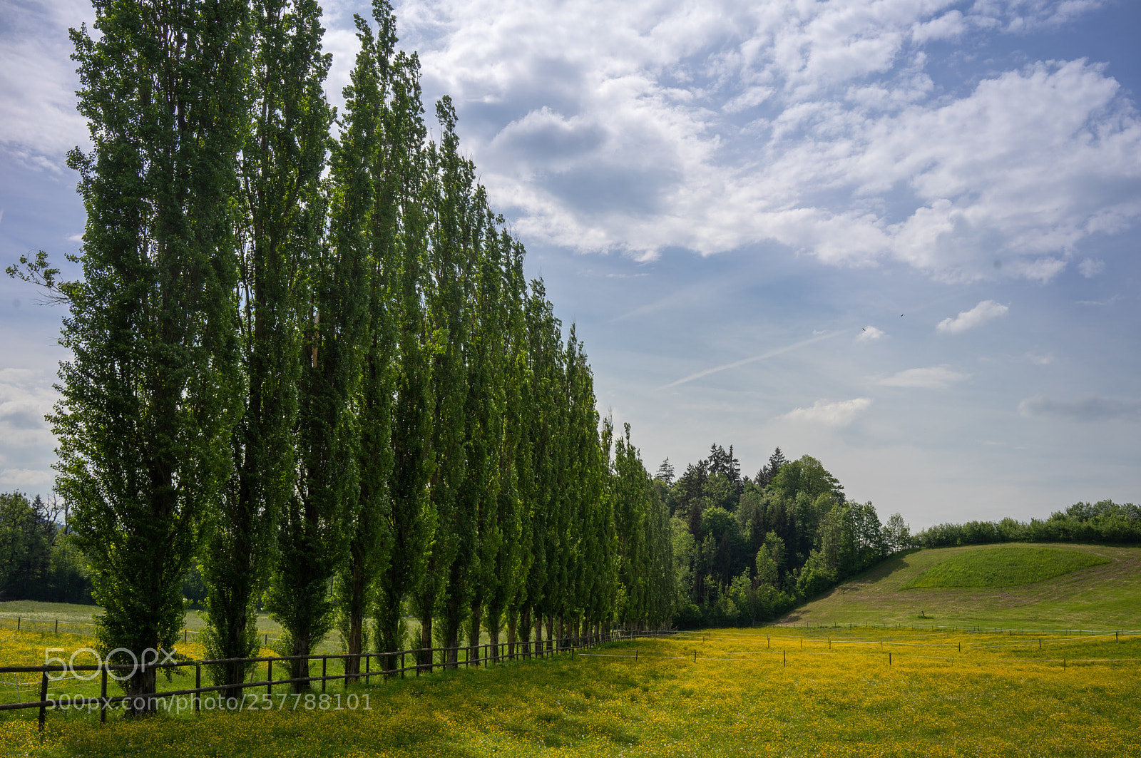 Sony a7 II sample photo. New life photography