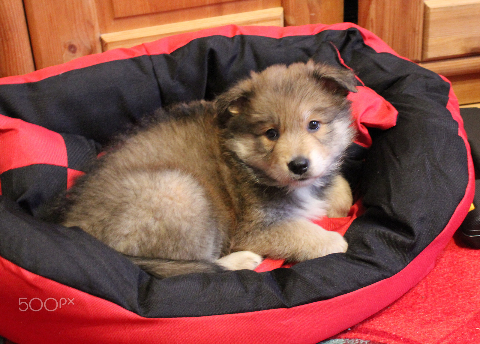 Canon EOS 550D (EOS Rebel T2i / EOS Kiss X4) sample photo. Cute eurasier puppie photography
