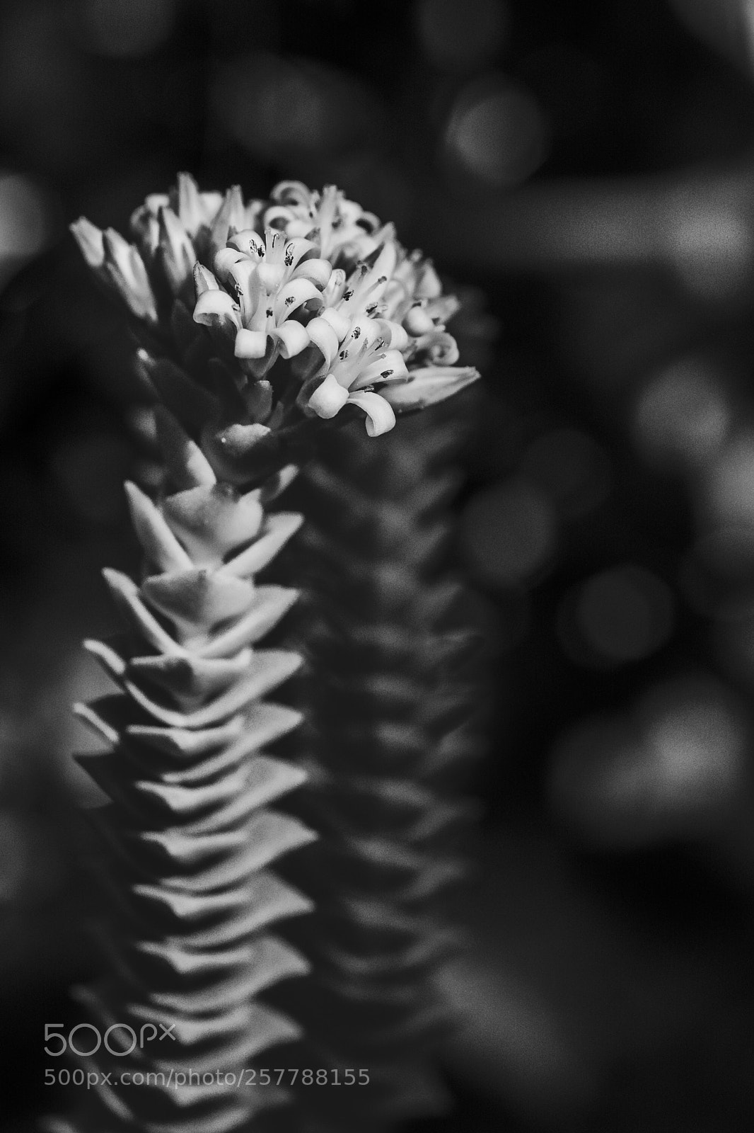 Nikon D5200 sample photo. Black and white of photography