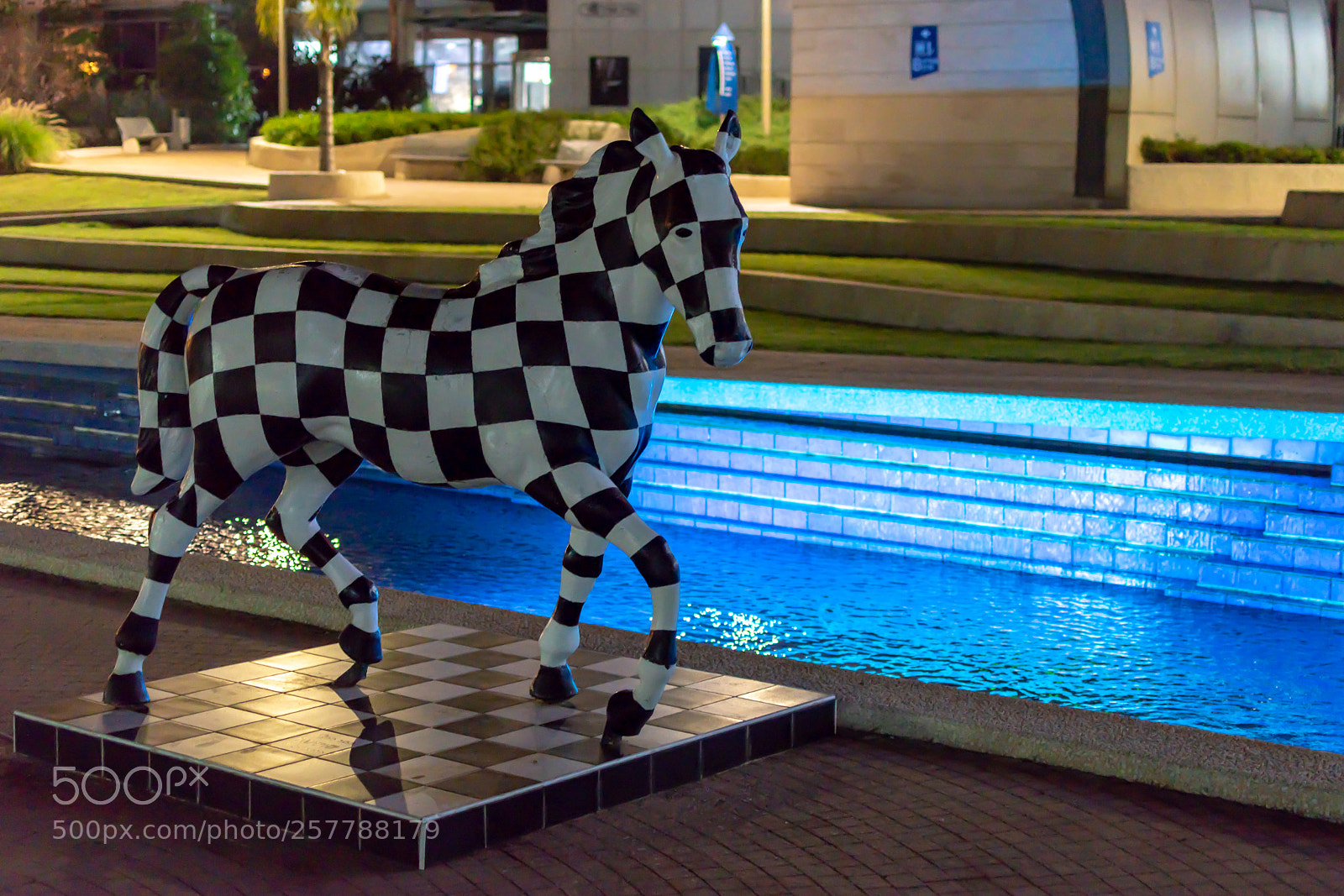 Nikon D5600 sample photo. Zebra chess photography