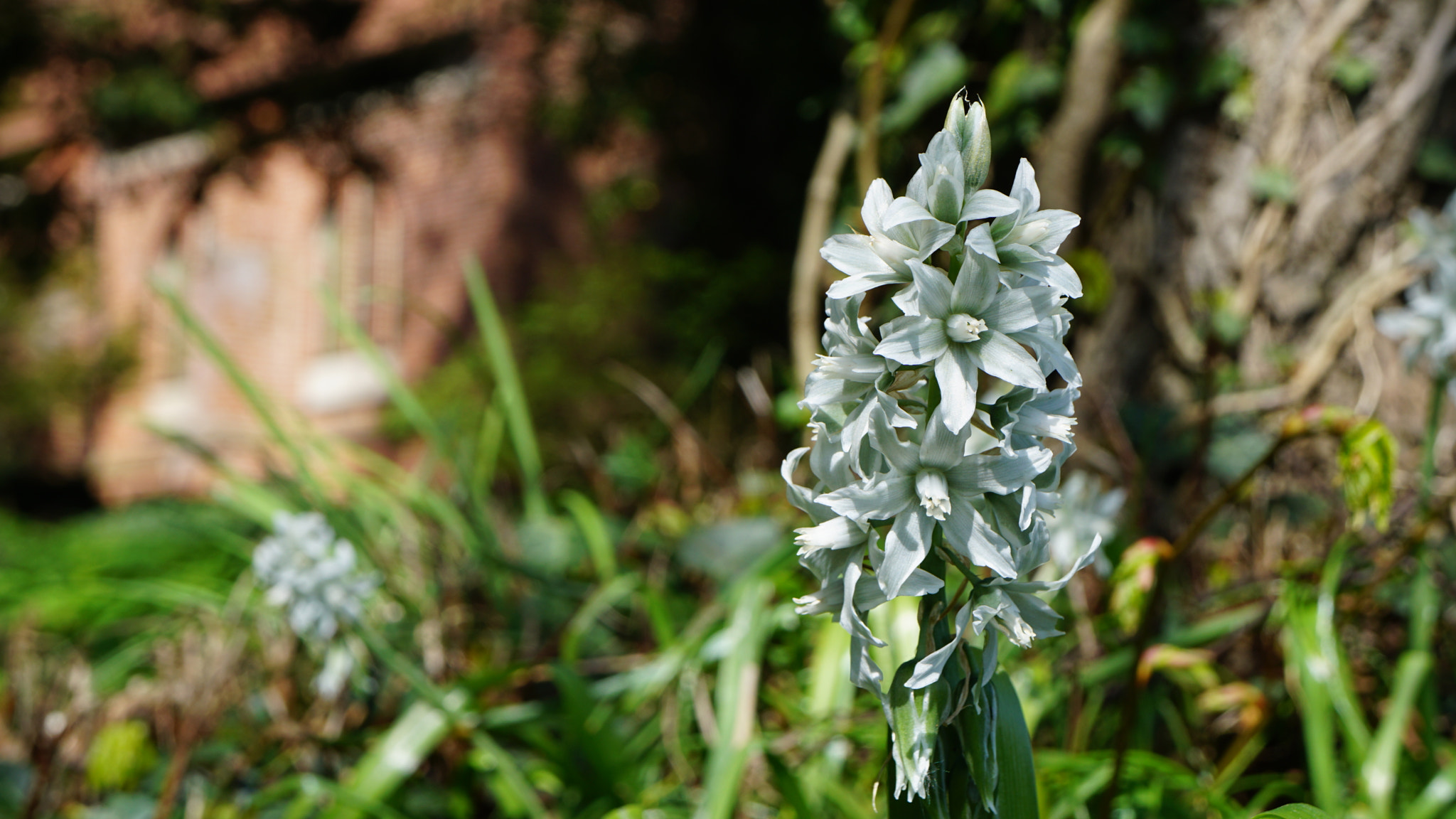 Sony a6000 + Sony E 18-55mm F3.5-5.6 OSS sample photo. White flower photography