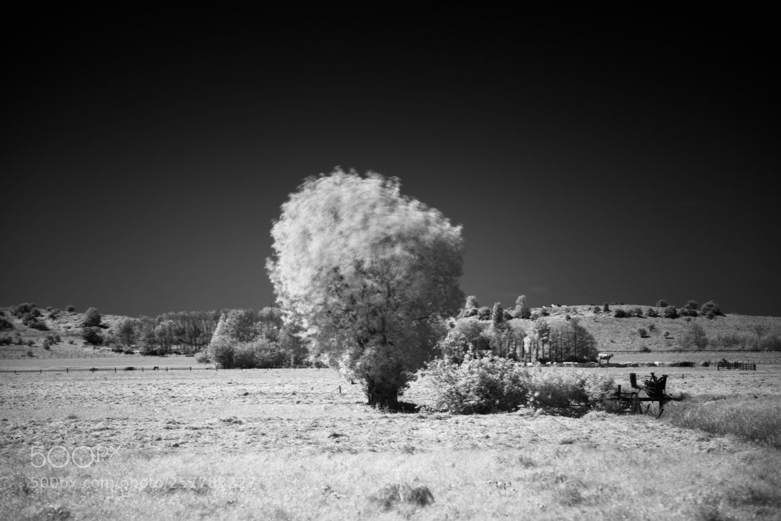Canon EOS 6D sample photo. Tree photography