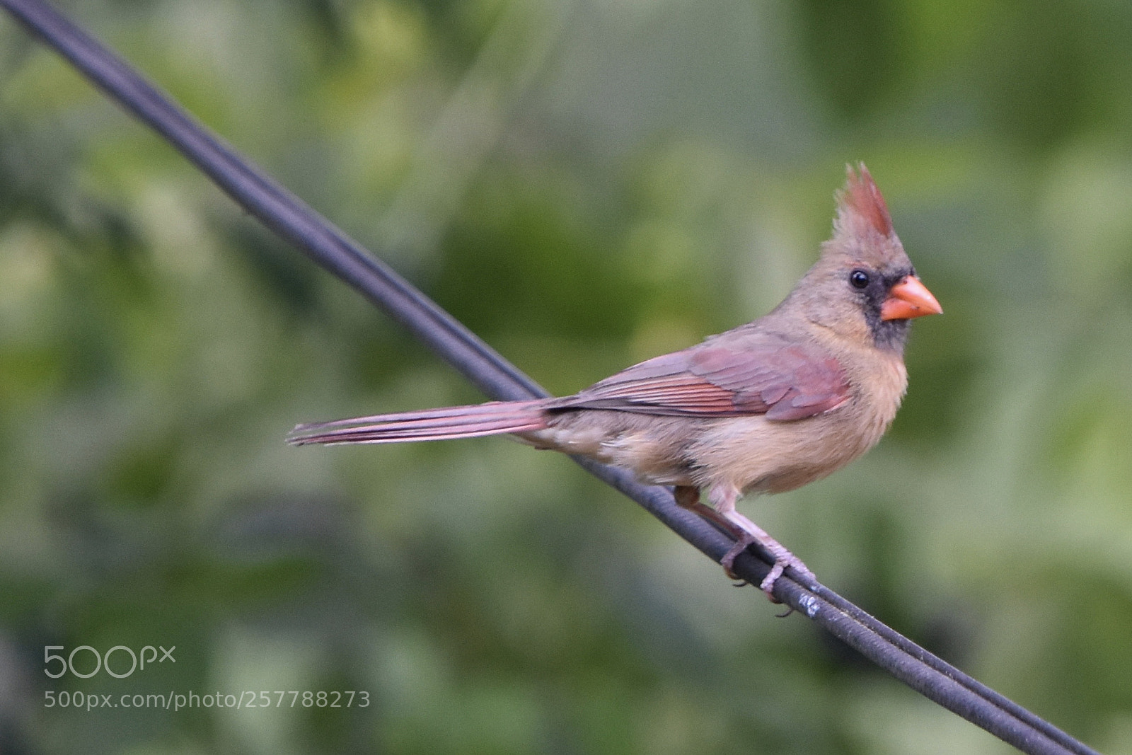 Nikon D7200 sample photo. Cardinal female 3 photography
