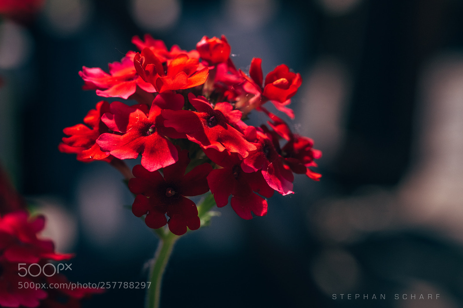 Fujifilm X-T10 sample photo. Flowerhead photography