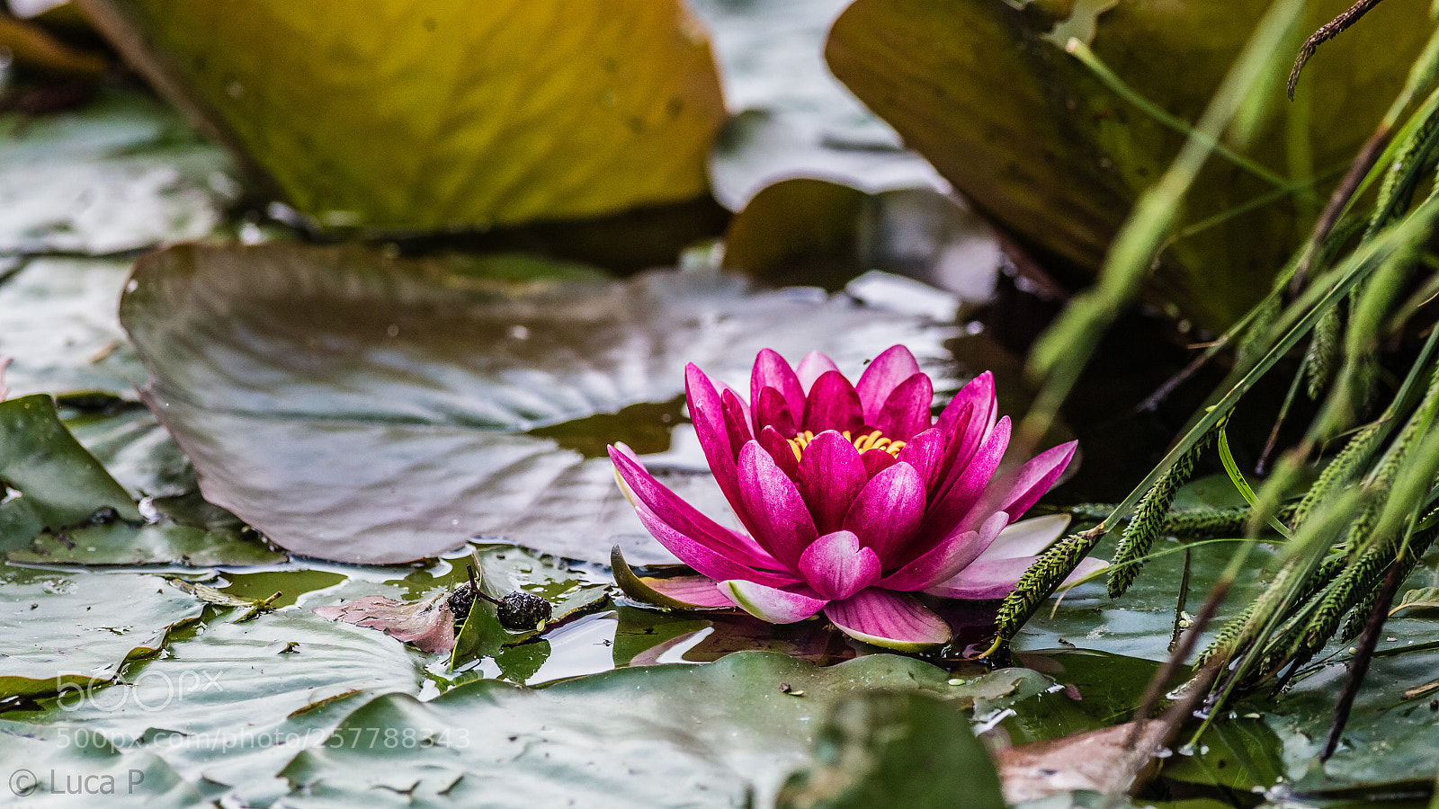Canon EOS 6D sample photo. Waterlily photography