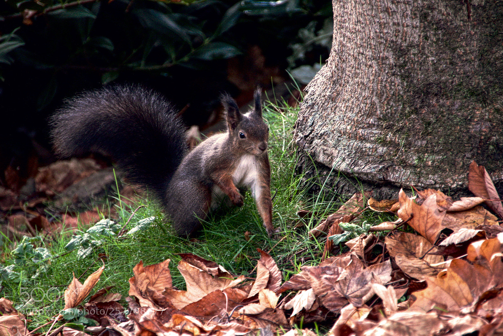Canon EOS 550D (EOS Rebel T2i / EOS Kiss X4) sample photo. Squirrel photography