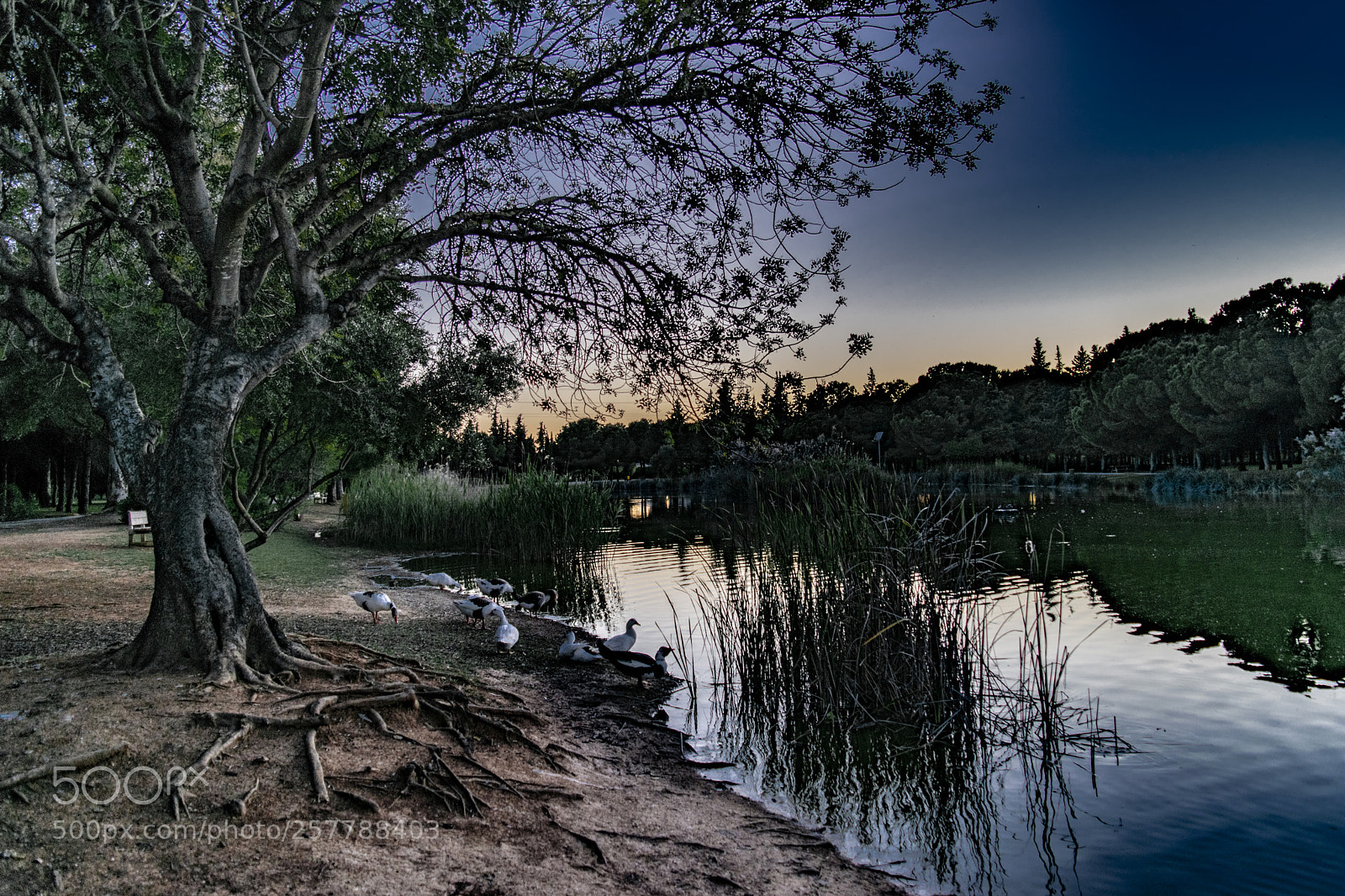Nikon D3300 sample photo. Park photography