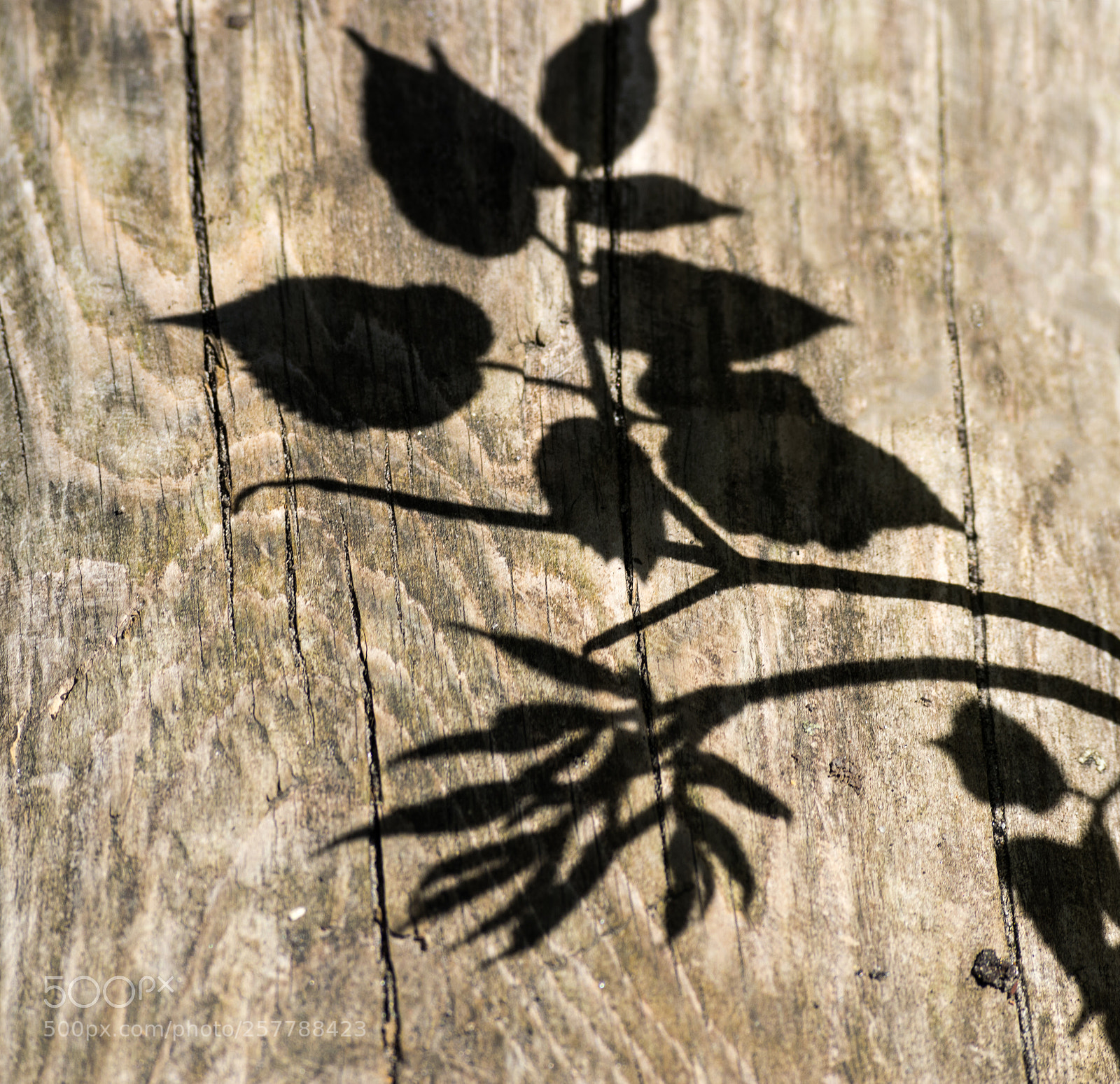 Nikon D3300 sample photo. Shadow plant photography