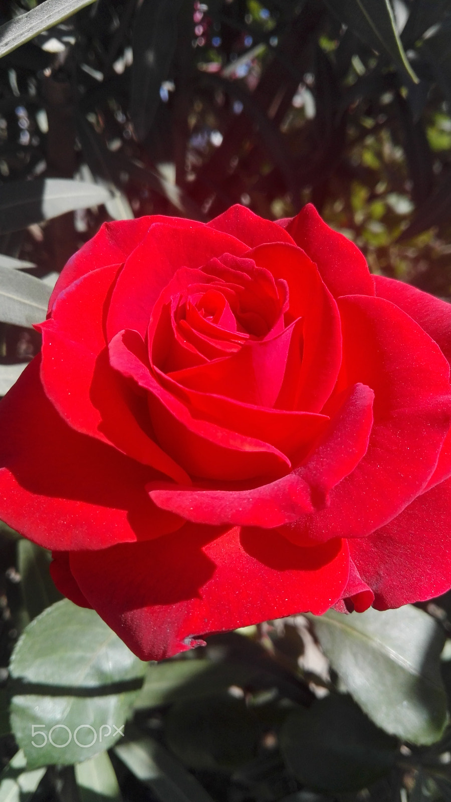 HUAWEI Y6II sample photo. Roseroge.jpg photography