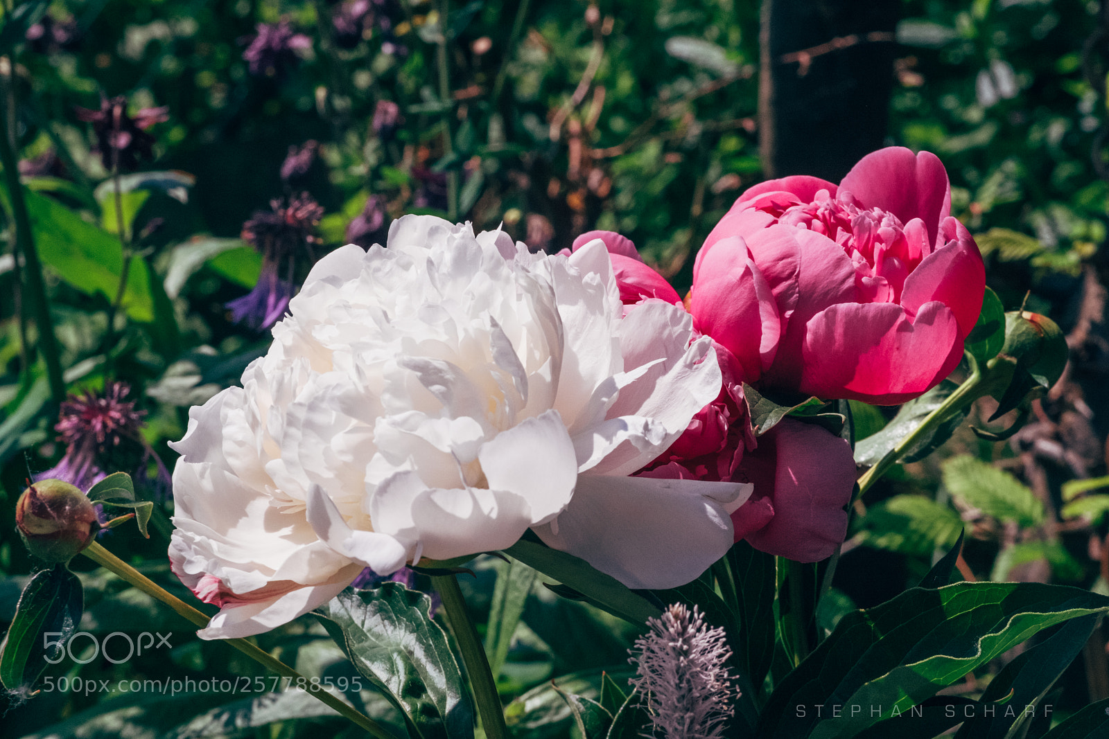 Fujifilm X-T10 sample photo. Peonies photography
