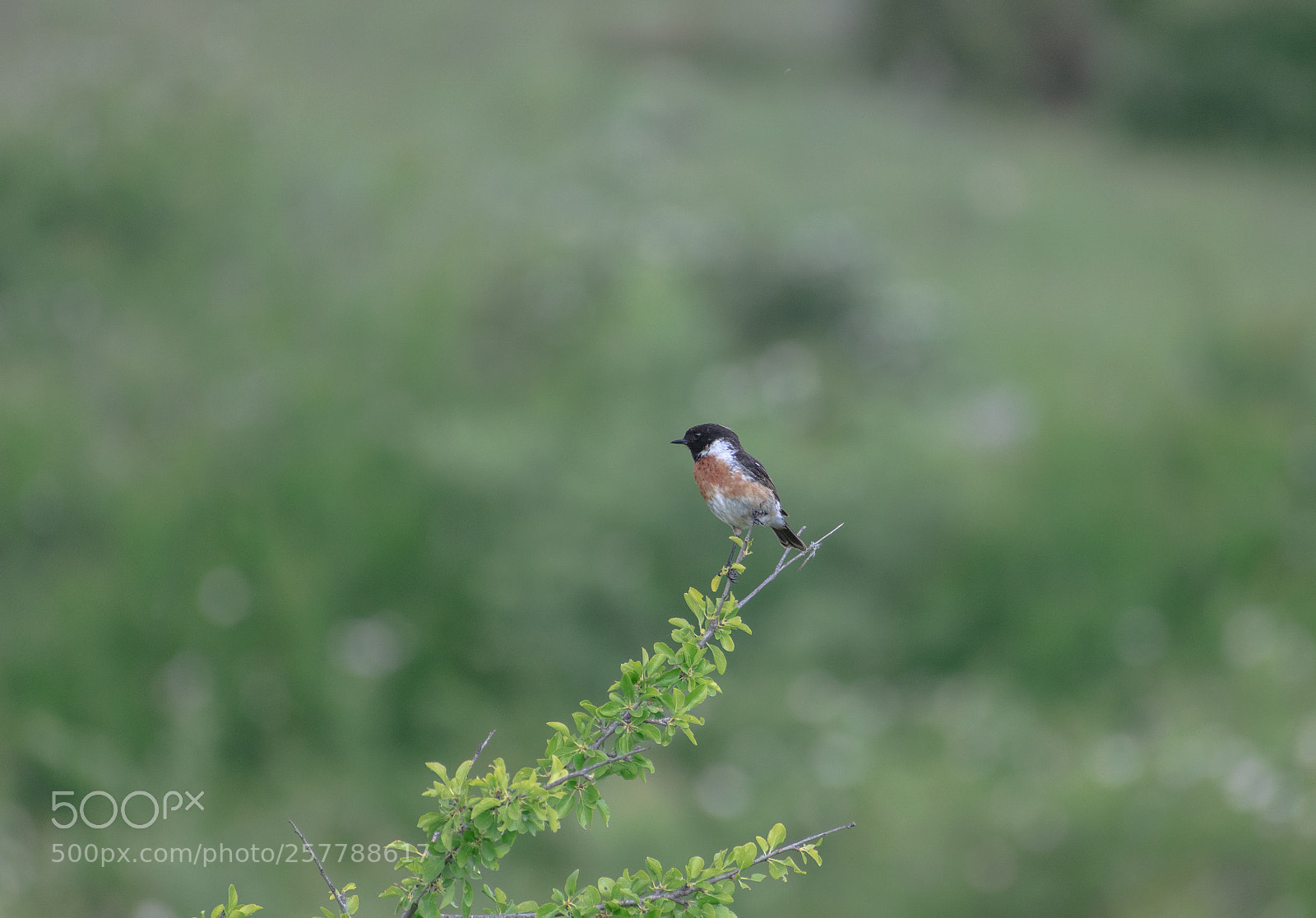 Nikon D3300 sample photo. African stonechat photography