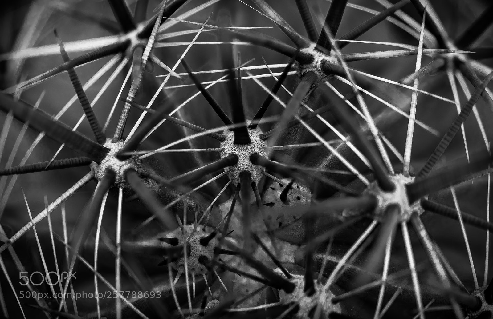 Canon EOS 5D Mark IV sample photo. Spikes photography