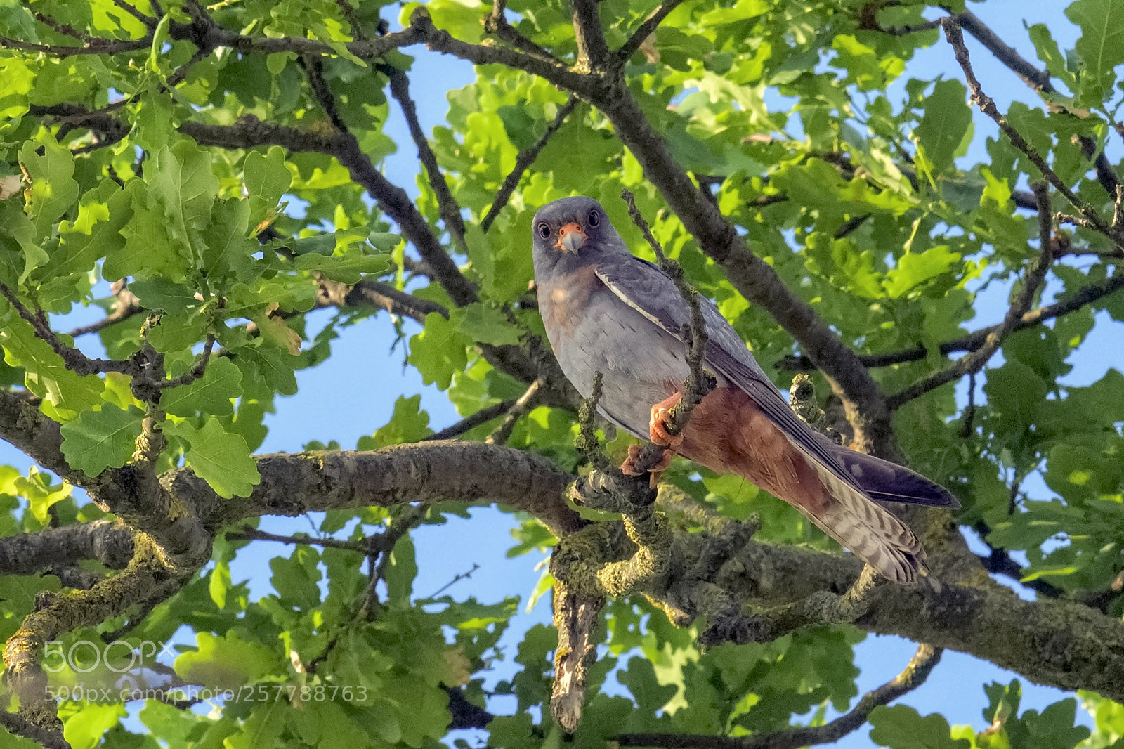 Nikon D7200 sample photo. Red-footed falcon photography