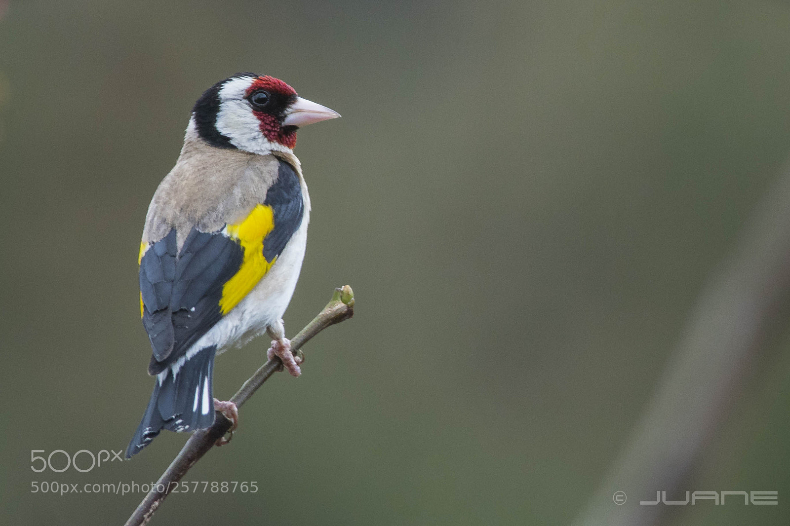 Sony a6300 sample photo. Jilguero europeo (carduelis carduelis) photography