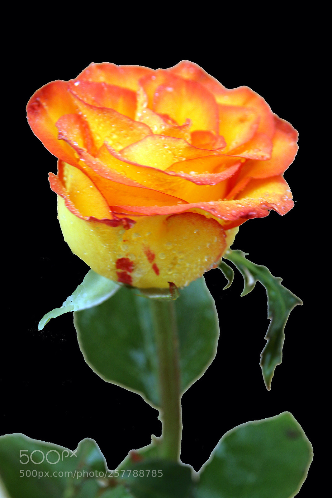 Canon EOS 70D sample photo. Yellow orange rose photography