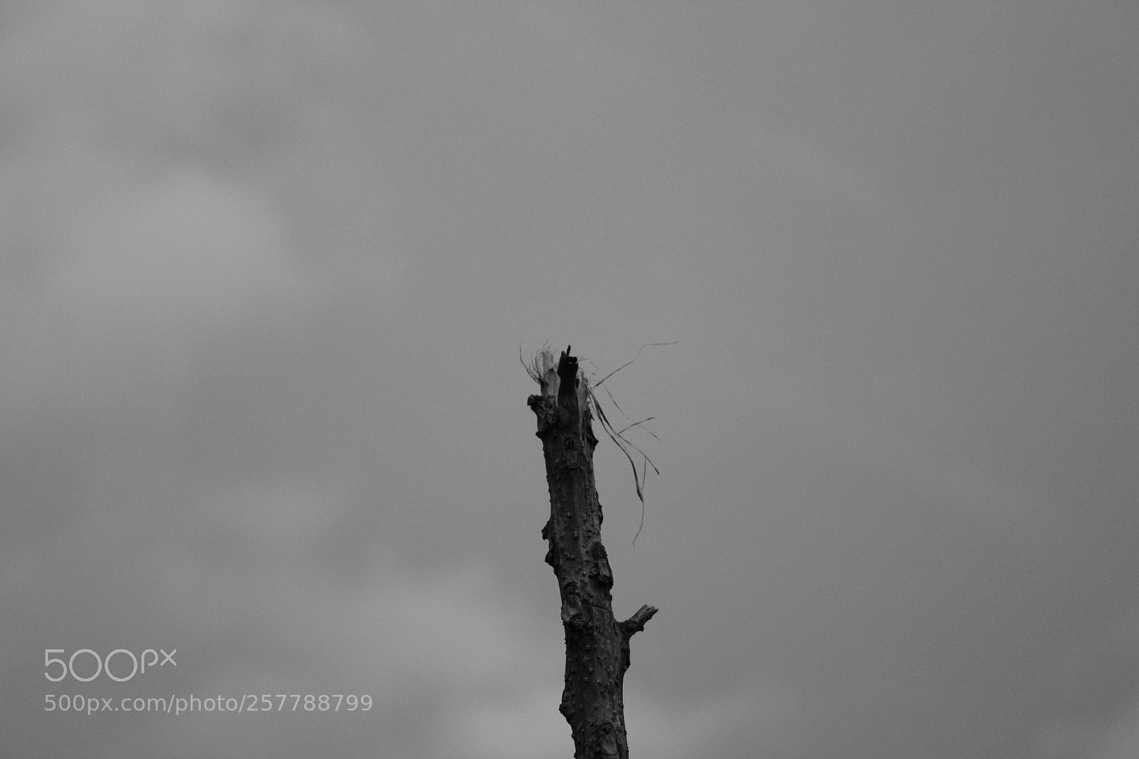 Canon EF-S 18-55mm F3.5-5.6 IS sample photo. Dead trees among the photography