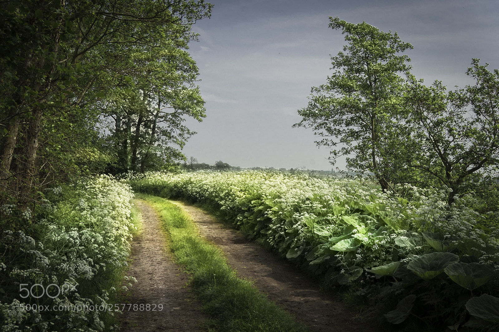 Nikon D5000 sample photo. Sunny road photography