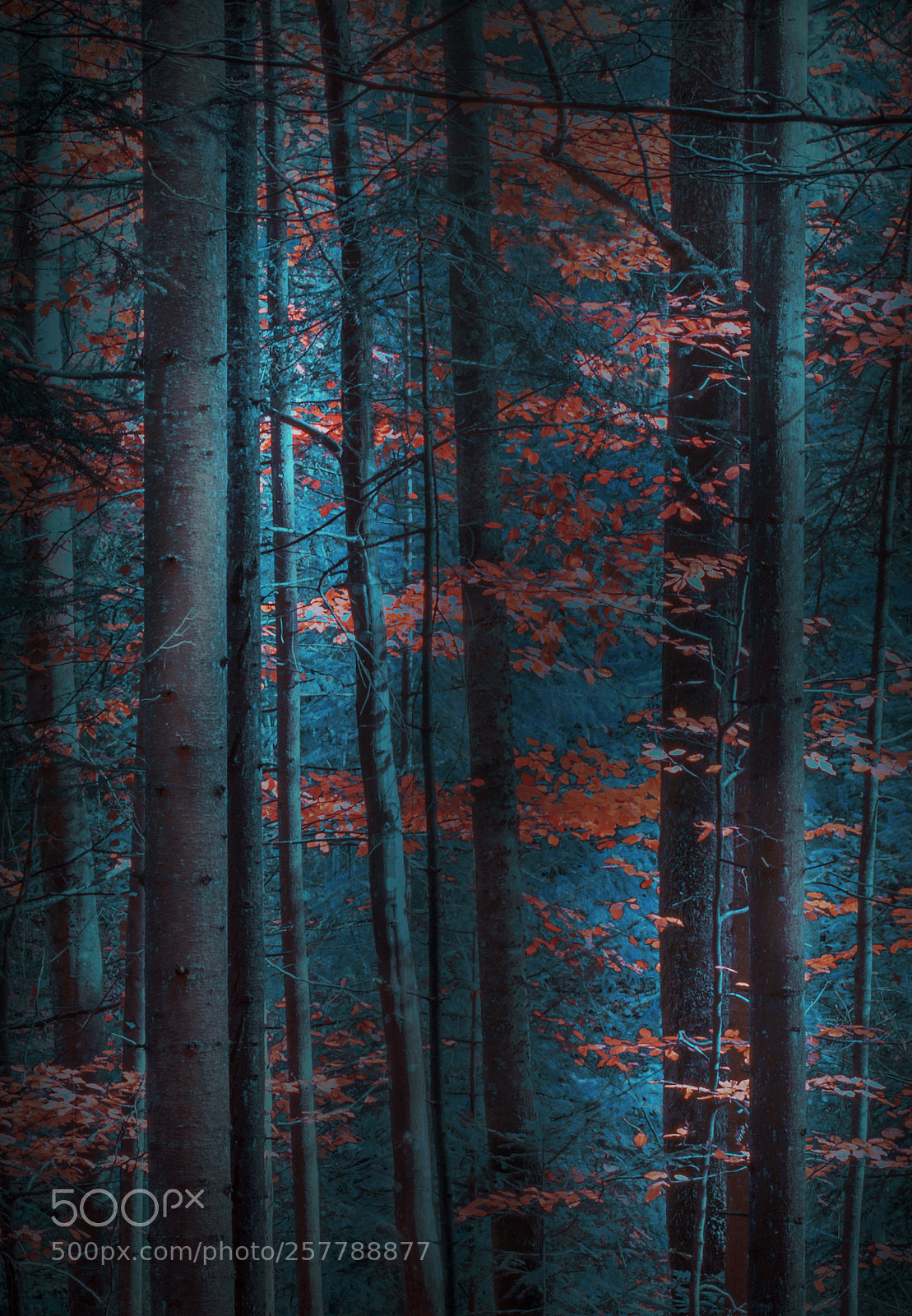 Nikon D610 sample photo. Forest trees photography