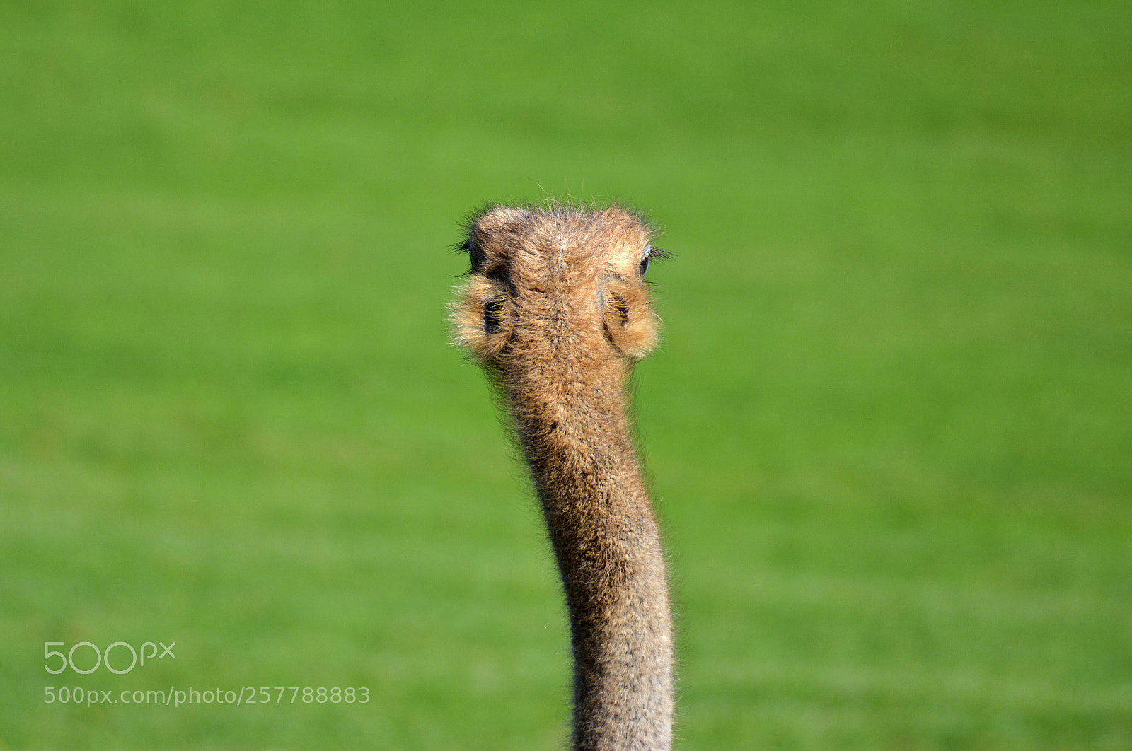 Nikon D5200 sample photo. Ostrich going incognito photography