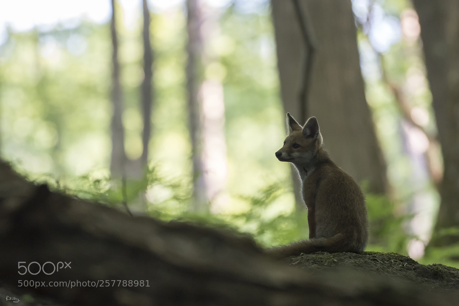 Olympus OM-D E-M1 Mark II sample photo. Little fox in the photography