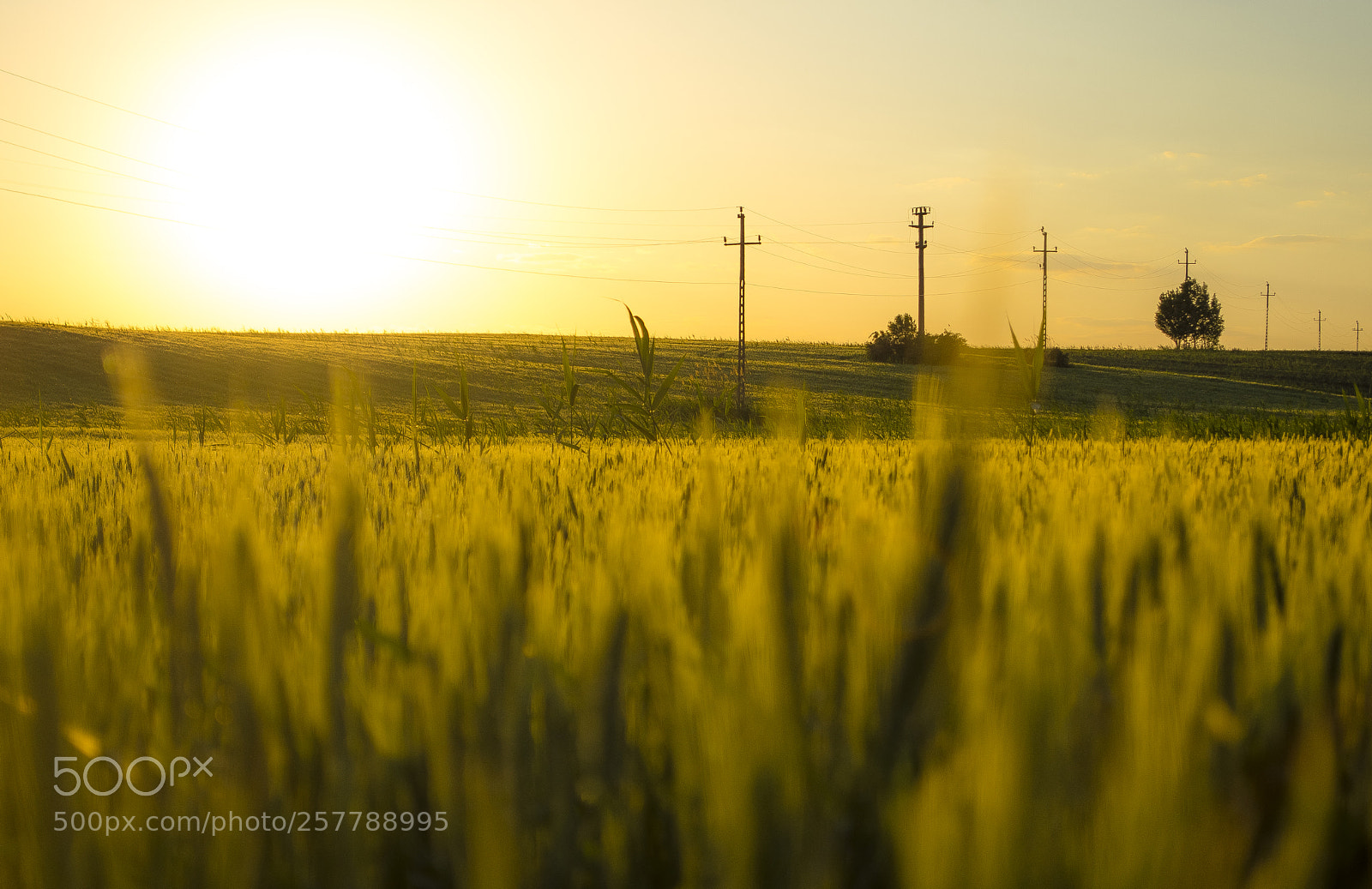 Nikon D7200 sample photo. Golden photography