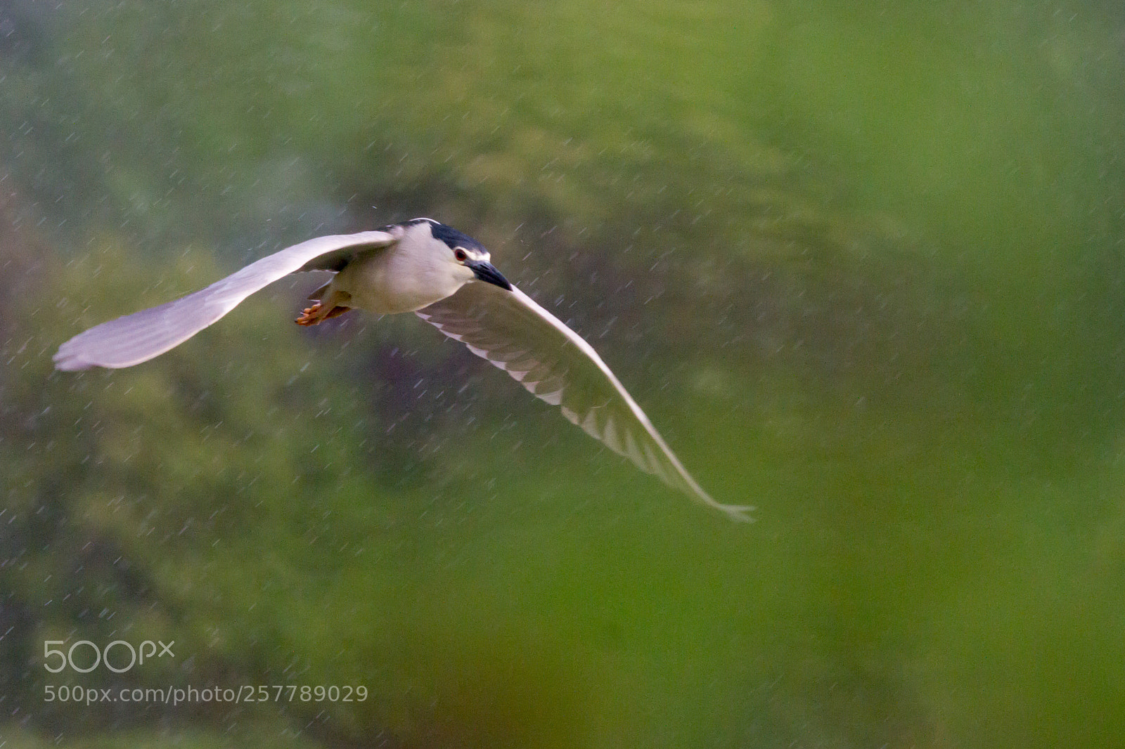 Canon EOS 7D sample photo. In the rain photography