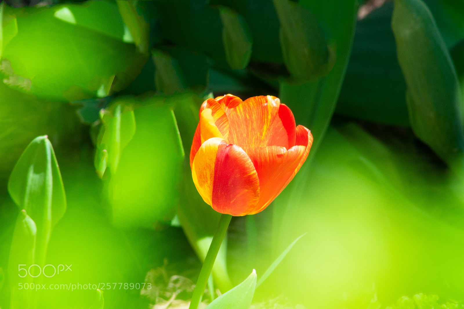 Nikon D3400 sample photo. In green leaves photography
