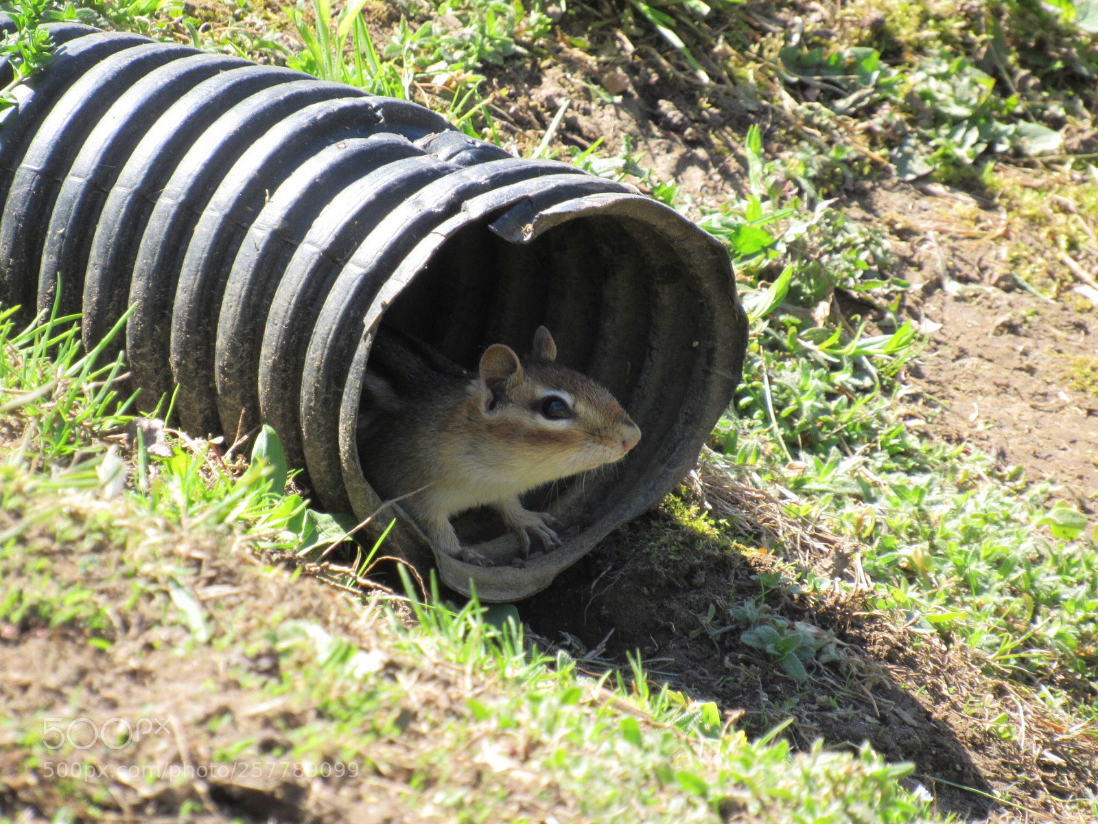 Canon PowerShot SX530 HS sample photo. Chipmunk photography