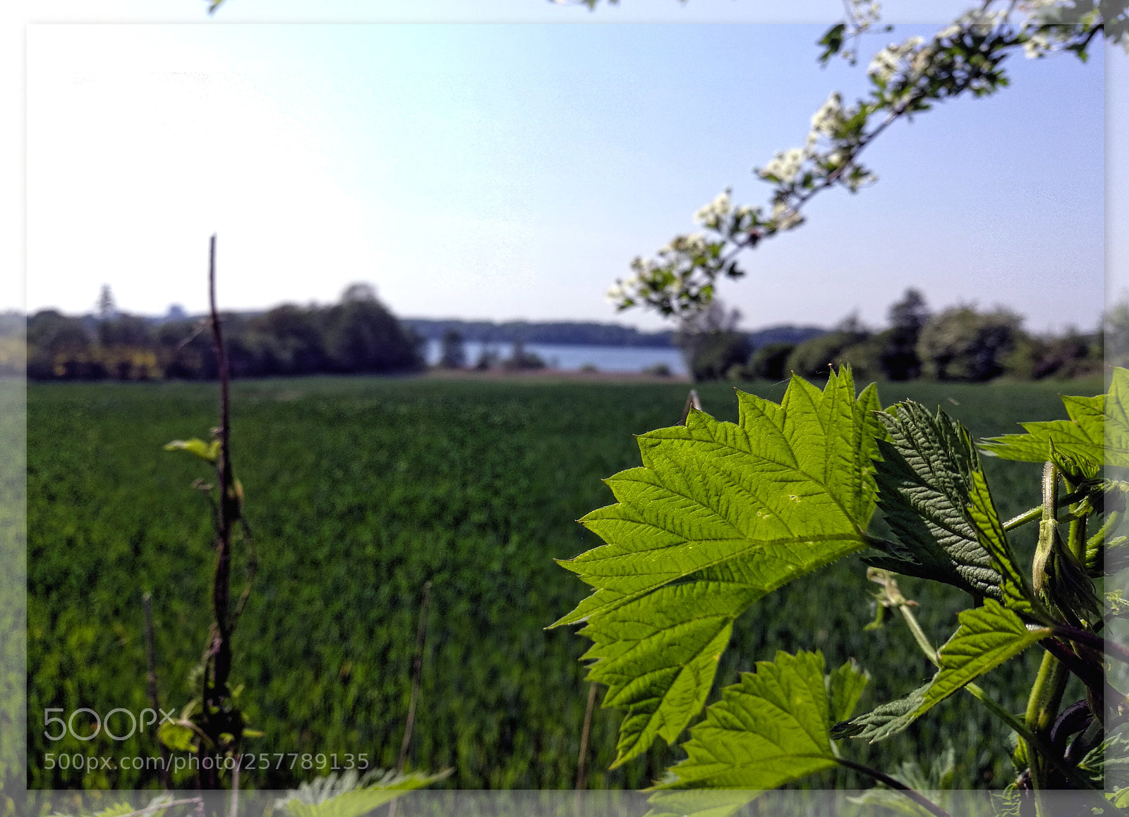 HUAWEI P9 sample photo. Segeberger see im hintergrund photography