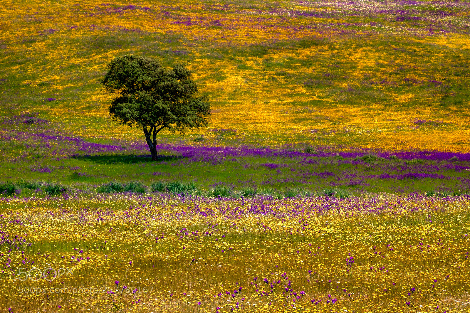 Fujifilm X-T10 sample photo. El rbol y las photography