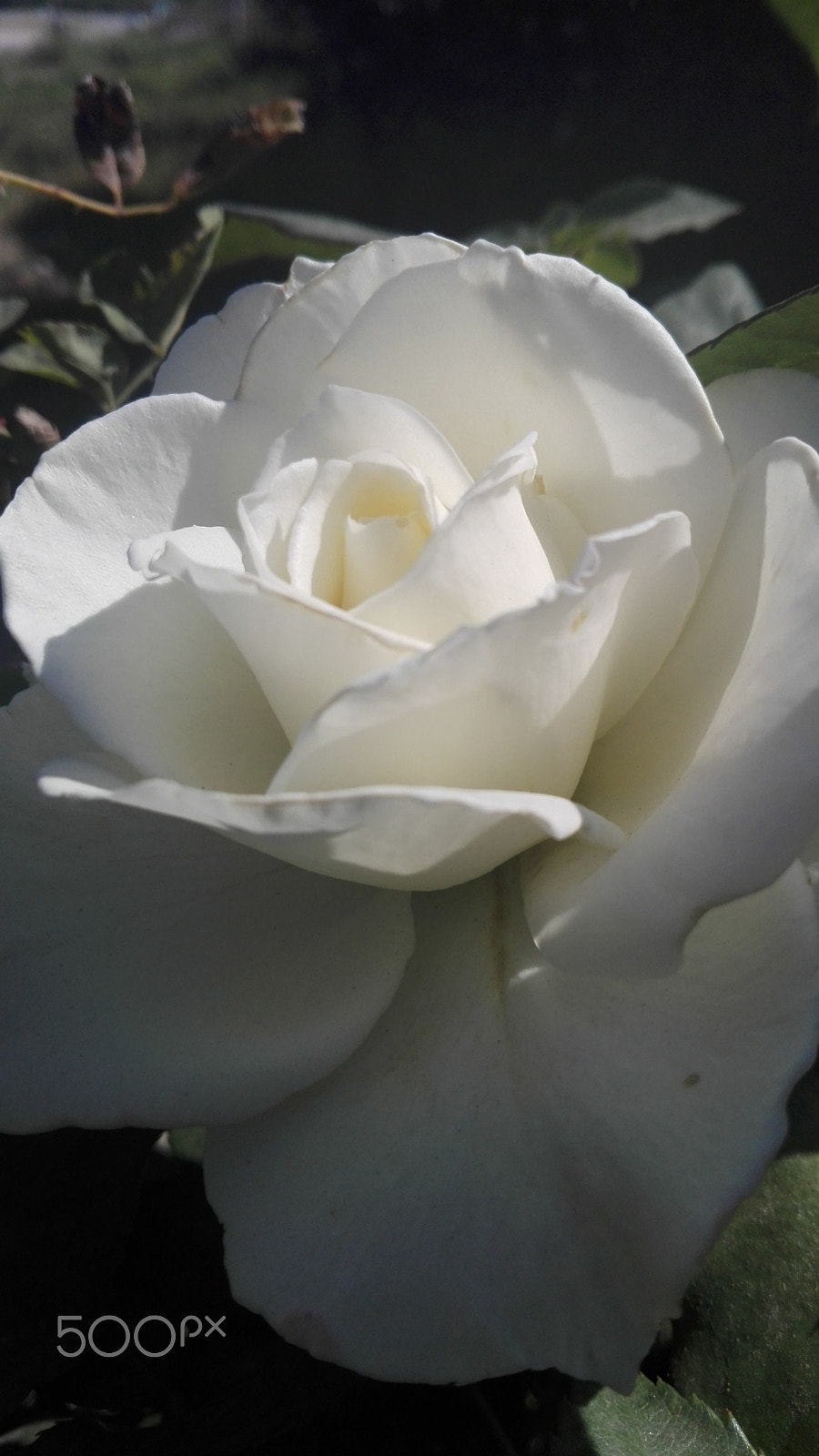 HUAWEI Y6II sample photo. Roseblanche.jpg photography
