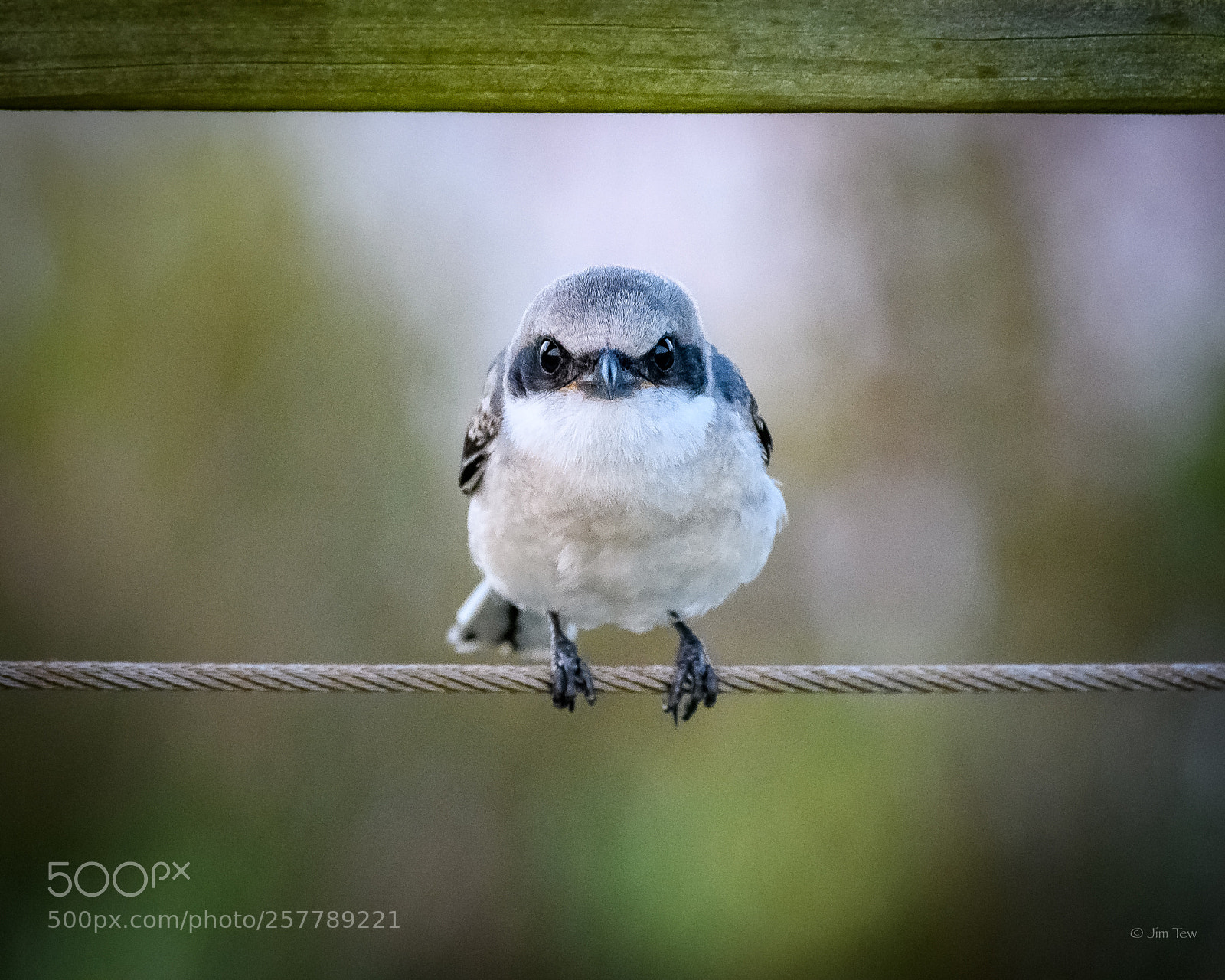 Nikon D7500 sample photo. Loggerhead shrike at dawn photography