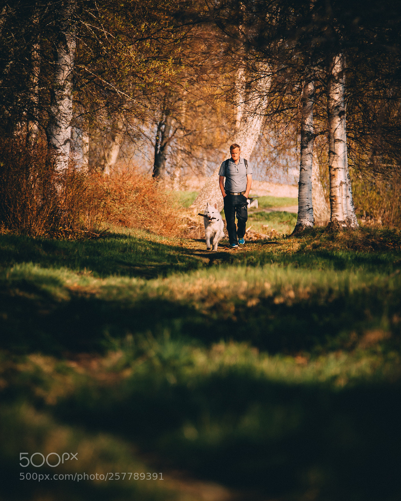 Canon EOS 6D sample photo. Dog walk photography
