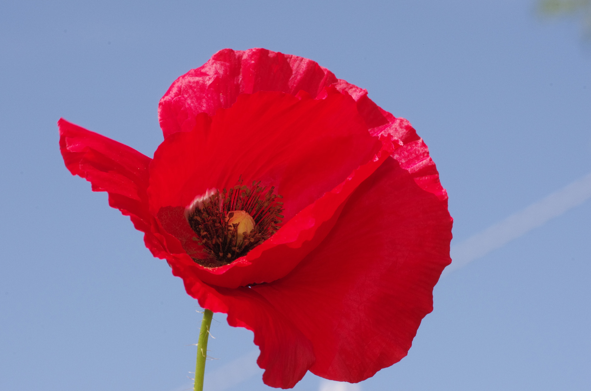 Pentax K-5 + Pentax smc D-FA 100mm F2.8 Macro WR sample photo. Poppy time is now photography