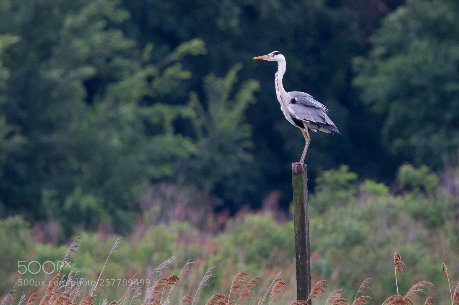 Canon EOS 7D sample photo. In posa photography