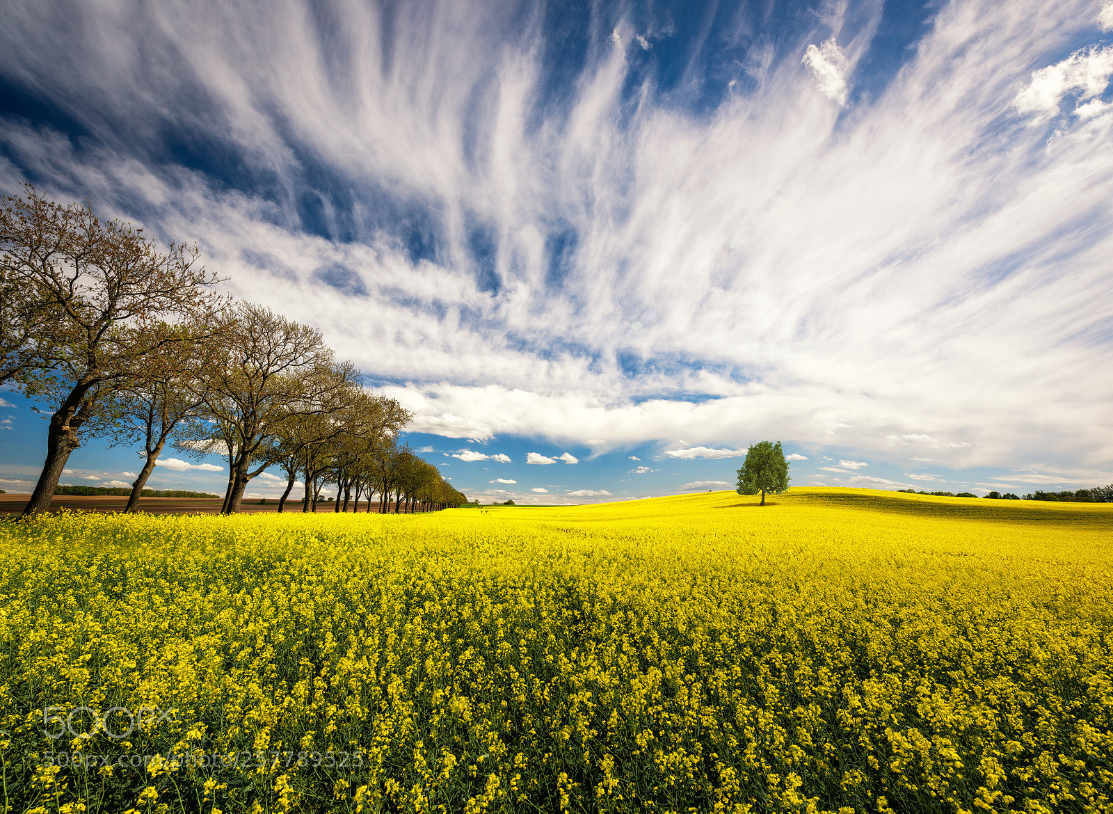 Nikon D810 sample photo. Rapsfeld photography