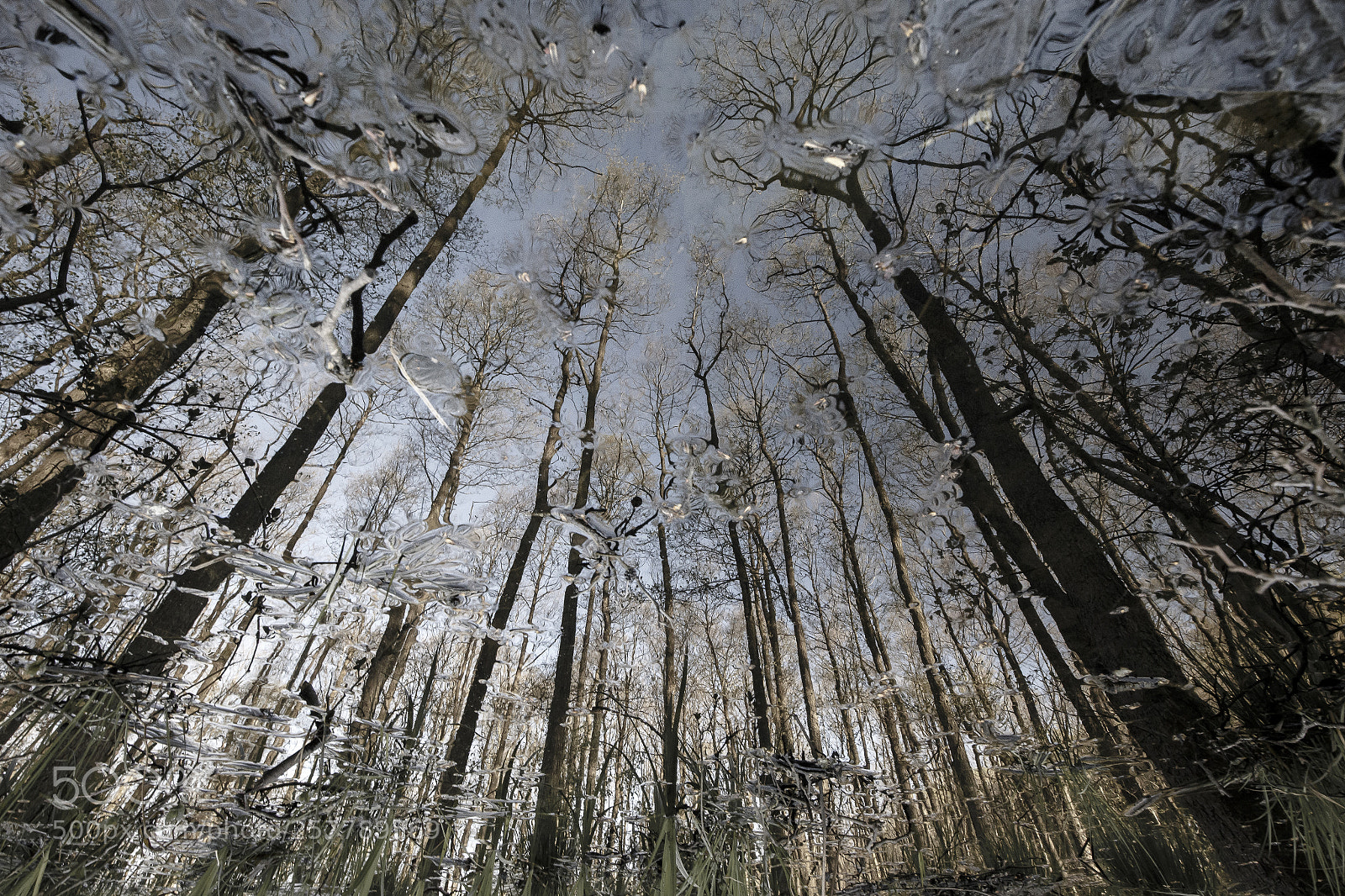 Canon EOS 6D sample photo. Ghost forest photography