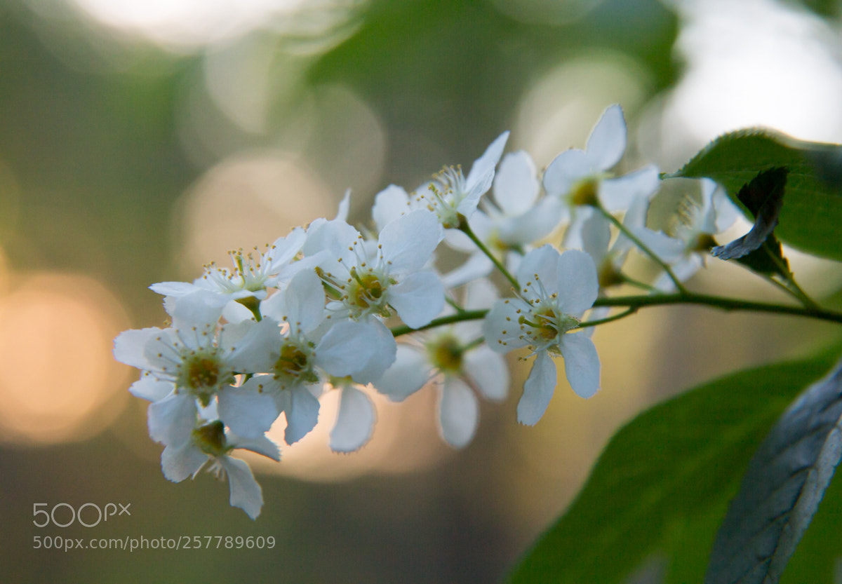 Canon EOS 6D sample photo. Evening blossom photography