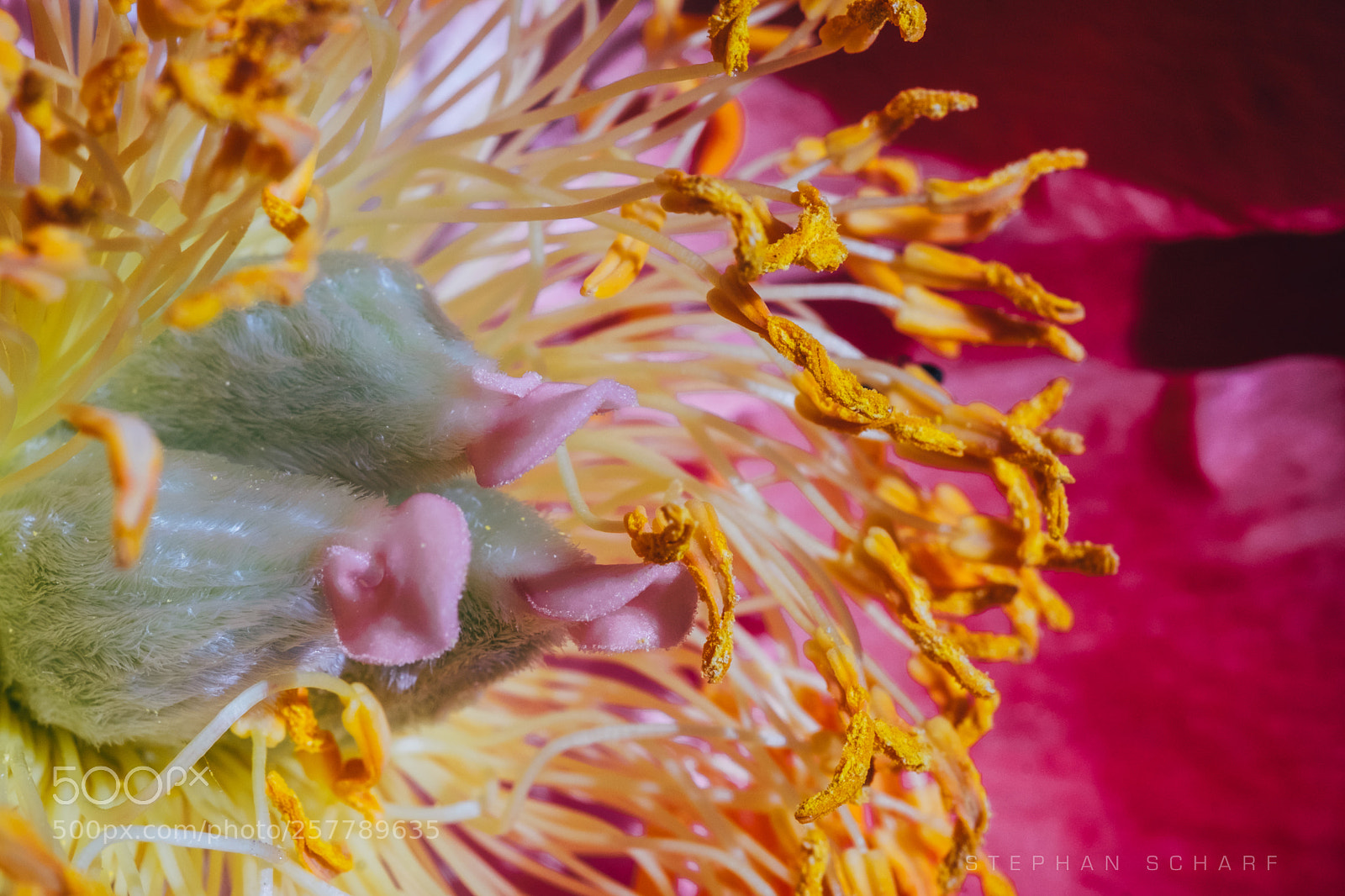 Fujifilm X-T10 sample photo. Peonie calyx photography