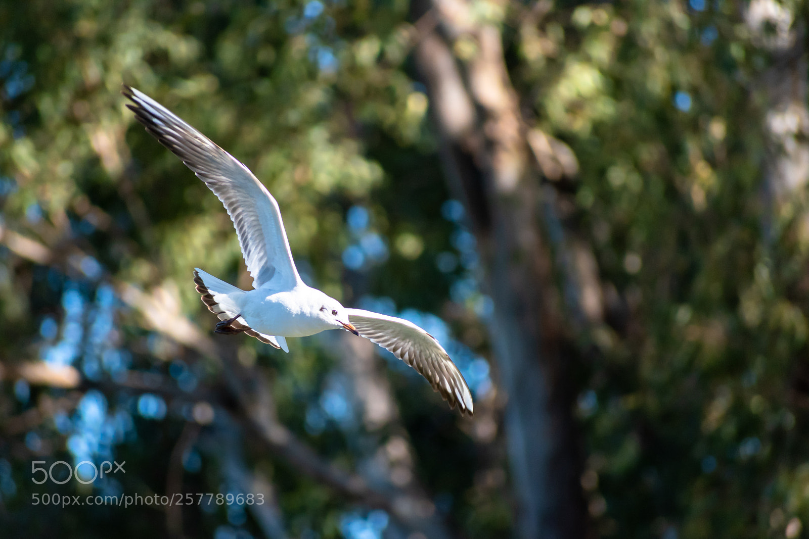 Nikon D5600 sample photo. Gulls photography